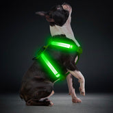 ChalkLit light-up harness shows 500ft visibility for night safety.