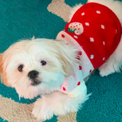 CHBORCHICEN puppy knit closeup highlights soft wool texture for comfortable wear