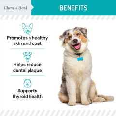 Chew + Heal Labs kelp powder in dog bowl ready to serve supports dental health during meals.