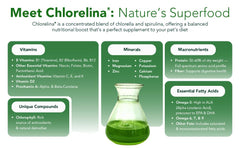 Chlorelina algae supplement pour image — easy dosing for steady energy.