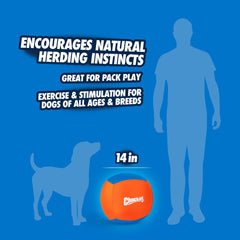 Chuckit! Big Air Ball dog herding motion demonstrates instinctive play