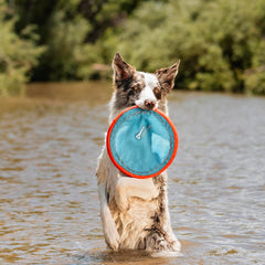 Chuckit Paraflight disc floating on water for pool or lake retrieves