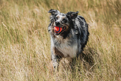 Close-up of Chuckit! Ultra Ball textured surface for durable, soft-mouth play.