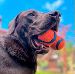 Chuckit! Ultra Tumbler in mid-air with launcher showing extended fetch distance.