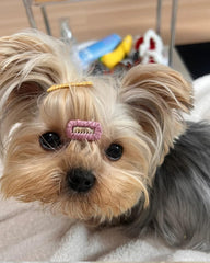 Clipband dog hair bows red mix 20pcs on a pet wearing adds cute grooming appeal