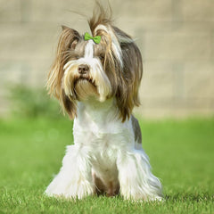 Clipband ribbons and rubber bands secure hairstyles for pets.