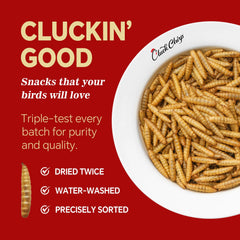 Cluck Chirp BSFL closeup, high-protein snack for stronger eggs and muscles.