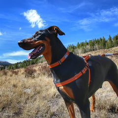 Adjustable Coastal K9 Explorer collar fits dogs of varying neck sizes.