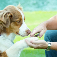Coastal Pet Safari double-blade close-up highlights precise, clean cuts.