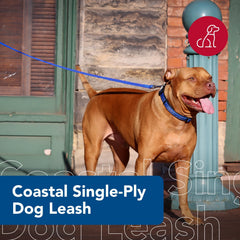 Coastal Pet Single-Ply Dog Leash teal walking scene demonstrates controlled movement