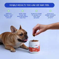 Coco and Luna Cranberry for Dogs soft chews showing kidney-support visuals
