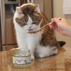 CocoTherapy dog digestion and immunity support closeup highlights versatile daily supplement.