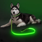 Colaseeme light-up dog leash 4ft green enhances night visibility for safer walks.