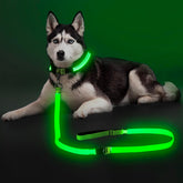 Colaseeme light-up dog leash 6ft green glows for safer night walks.