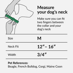 CollarDirect Aztec dog collar featuring tribal geometric pattern during outdoor adventures