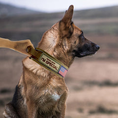 Comfluxe tactical dog collar molle attachments demonstrate modular gear for service dogs.