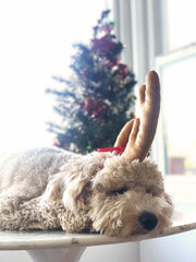 ComfyCamper dog wearing reindeer costume during trick-or-treat joy for the family.