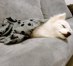 Comsmart Dog Blankets color black demonstrates versatile style for everyday use.