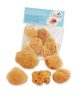 Constantia Pets Hermit Crab natural sea sponges 5 pack unbleached provide safer water access for crabs.