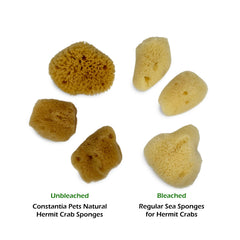 Constantia Pets natural sponges used to dampen substrate and support humidity for delicate crabs.