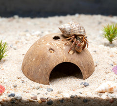 COSOC Hermit Crab Seashells and Conch Shells offer molting variety and safe comfort.