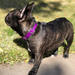 Country Brook Petz heavy-duty collar nickel-plated hardware showcases durable build
