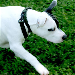 Country Brook Petz collar 33-color collection showcases vibrant daily style