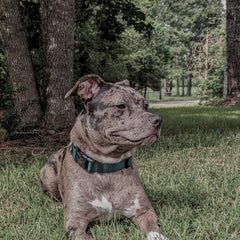 Country Brook Petz collar adjustable neck measure highlights proper fit