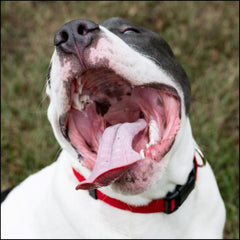 Country Brook Petz color options showcase 33 rich tones for playful or classic looks.