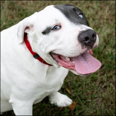 Country Brook Petz adjustable neck 13-16 inches demonstrates easy, comfortable daily wear.