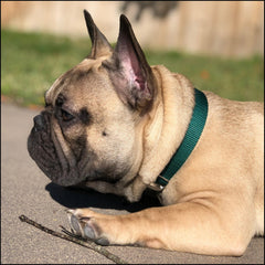 Country Brook Petz green collar close-up of metal quick-release buckle for easy on/off.