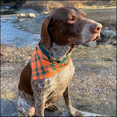 Country Brook Petz green collar welding and D-rings for attaching tags and leashes.