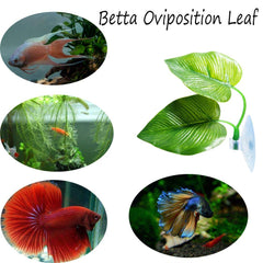 CousDUoBe Betta leaf pad with strong suction design for flexible placement.