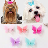 Cuchenhuan butterfly pearl clip on a small dog for daily wear.