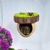 Daerky Jumping Spider Hideout real walnut texture provides natural shelter for small pets.
