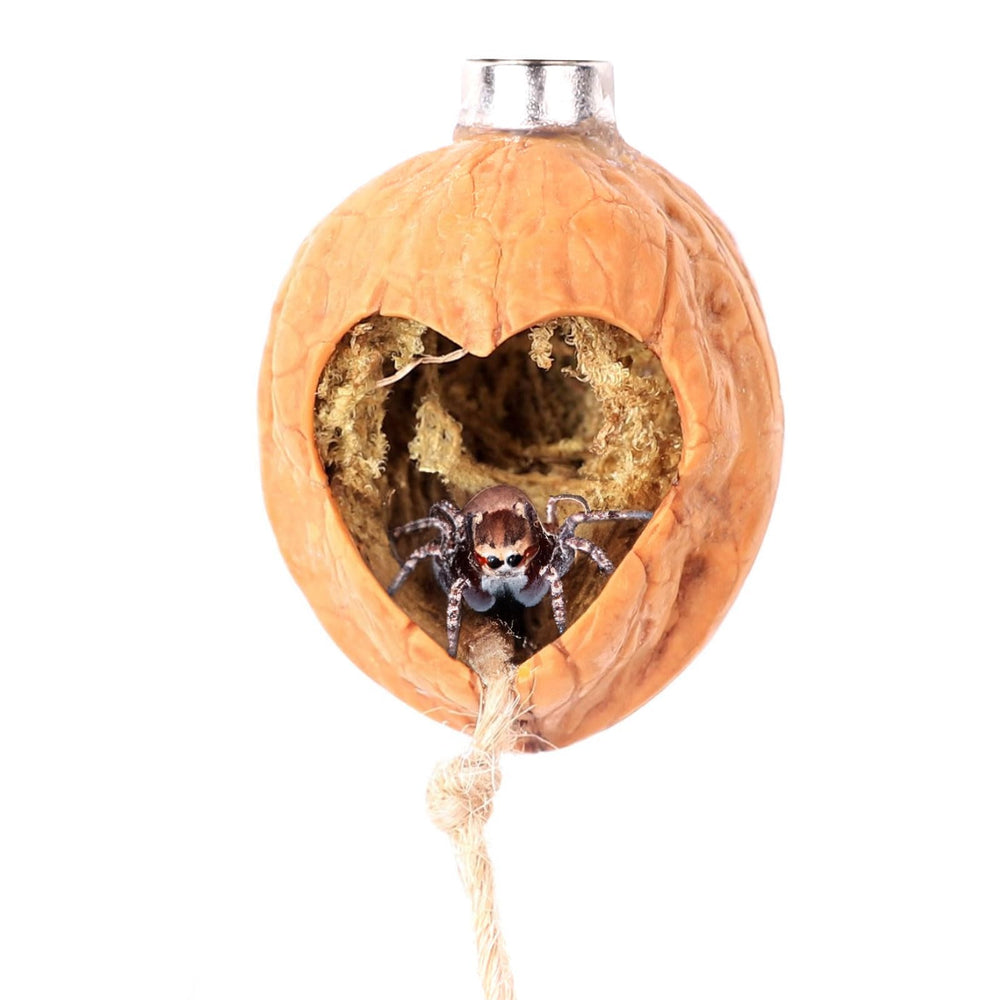 Daerky walnut skin hide with oval opening provides a natural shelter for jumping spiders.