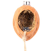 Daerky walnut skin spider shelter with oval opening for jumping spiders.