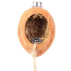 Daerky walnut skin spider shelter with oval opening for jumping spiders.
