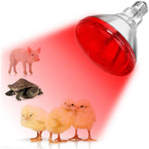 DaToo infrared heat lamp chicken coop image shows warm, consistent warmth for chicks.
