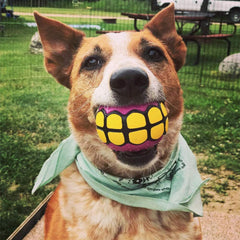 Dawg Grillz award-winning design image references Dragon's Den feature for credibility