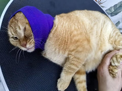 DDFS cat ear wrap noise protection fabric closeup highlights soft skin-friendly material