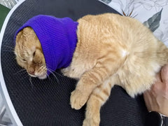 DDFS cat ear wrap noise protection side view shows elastic fabric for secure fit during grooming