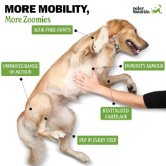 Deley Naturals dog running shows improved flexibility and active lifestyle.