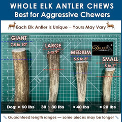 Deluxe Naturals elk antler chews whole antler piece shows sturdy, mess-free chew option