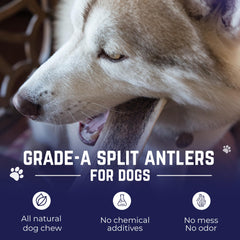 Devil Dog Elk Antler Long-Lasting Chew—helps reduce boredom for energetic dogs