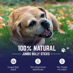 Devil Dog Jumbo Bully Sticks 12inch pack rawhide-free provides a safer chew option for dogs.