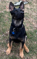 DEZIZEUSK9 1.5-inch wide collar supports strong dogs with balanced comfort.