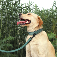 Didog 4ft leash with rotating buckle close-up shows easy control during walks.