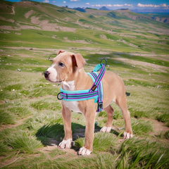Didog harness with reflective stripes for safe night visibility