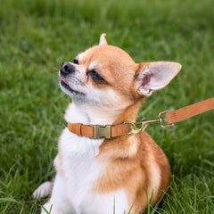 Didog Soft PU Leather Dog Collar adjustable size ensures comfortable fit.
